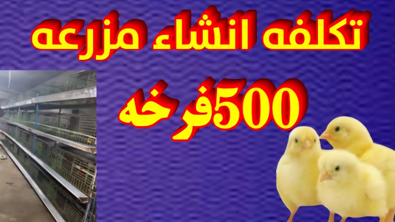 تكلفه انشاء مزرعه 500 فرخه#دواجن_اون_لاين_