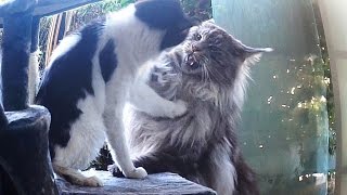 Animals Attack...MAINE COON CAT and LITTLE CAT !!! biggest cat breeds in the world