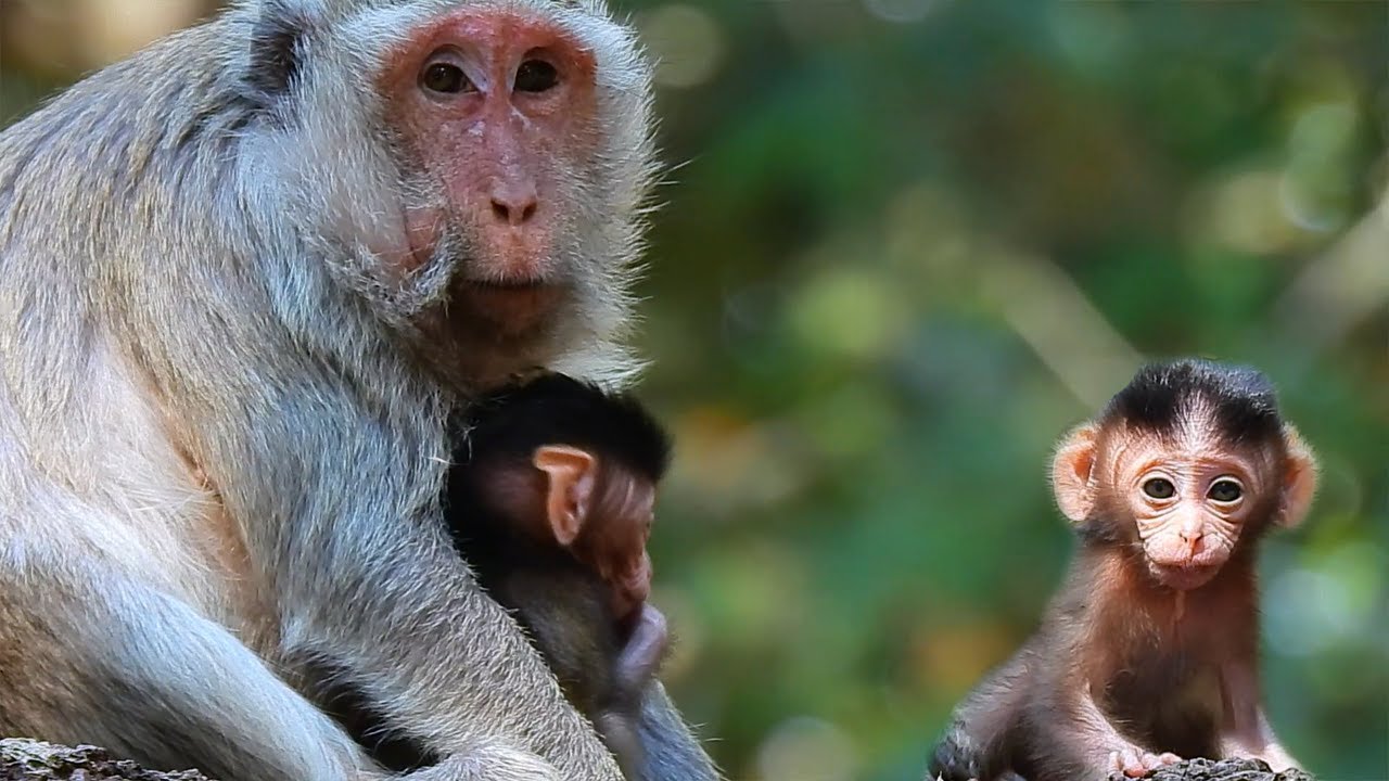 So Amazing Grandma  Butter Has Cute Baby Monkey Brisco, Mom Butter So Scare Everything