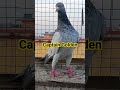 Captin golden pigeon birds kabutar animals