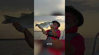 Hard Fightin Hybrids #stripedbassfishing