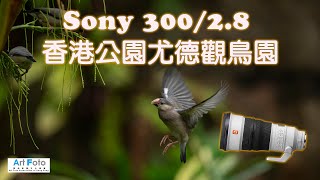 【攝影教學/器材速遞 #385】香港公園尤德觀鳥園 - 手持Sony 300/2.8   1.4X拍攝 (CC 中文字幕) - Alex Fung FRPS, GMPSA, EFIAP/p