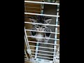 【音量注意】生後一ヶ月の子猫が甘えた過ぎて鳴き叫ぶ #shorts