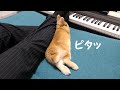 うさぎとカップルが成立した瞬間がこちらです