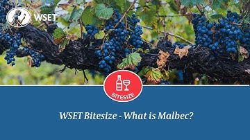WSET Bitesize - What is Malbec?