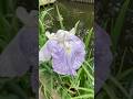 しょうぶ、あやめ、どちらも漢字に変換すると菖蒲　#菖蒲#植物 #観葉植物 #ガーデニング #Plant #Plants #PlantLover #PlantTok #gardening #shorts