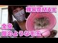 【きなこちゃん】まねしないでください、全身鎧のような毛玉で覆われた猫【超高難易度】