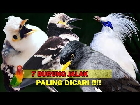 Video: Seperti Apa Rupa Burung Jalak?