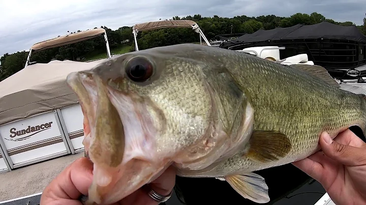 BIG Bass On The Ol NED Rig! (Dropshot Rod)