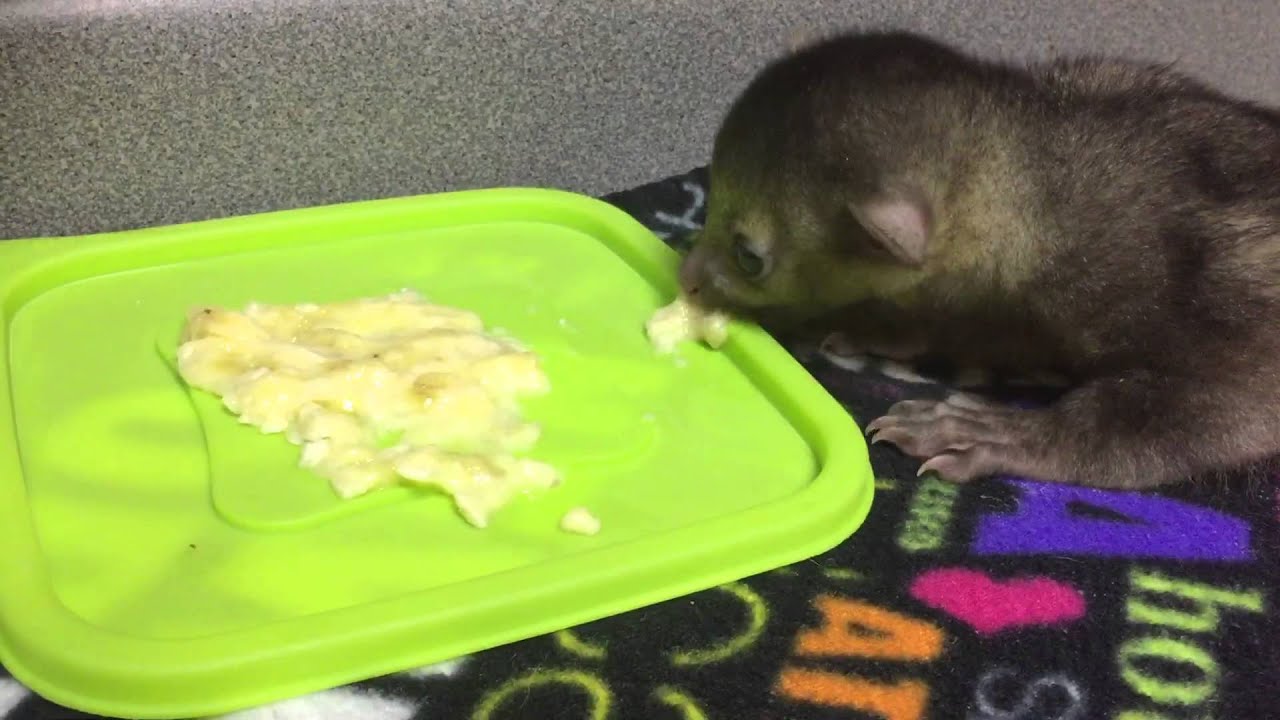 Image result for kinkajou eating