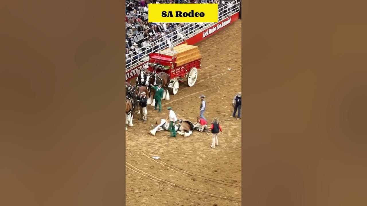 Budweiser Clydesdale Wagon Accident 🐎😢 YouTube