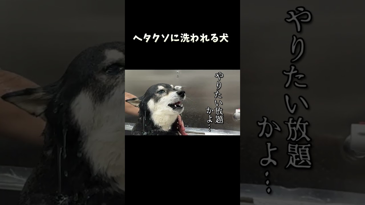 ヘタクソに洗われる犬
