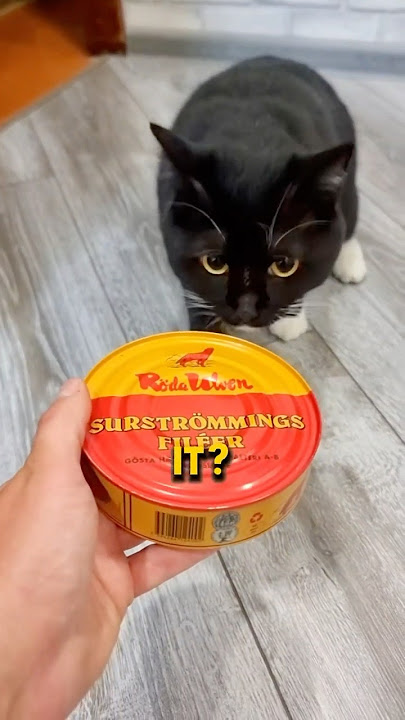 People Actually Eat This Fermented Fish?!🐟