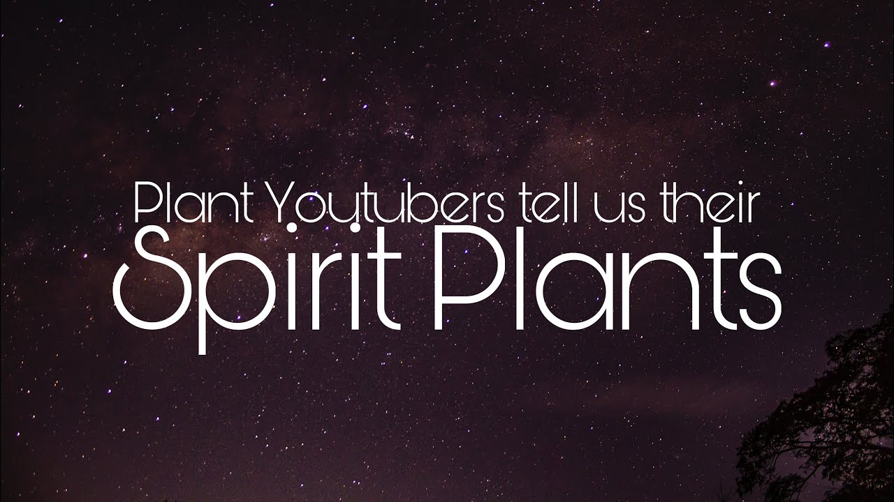 Plant Youtubers Tell Us Their “Spirit Plants” // My First Collab - YouTube