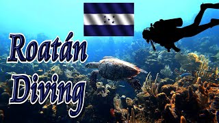 🤿 Roatán Diving 🐠 by tletter 191 views 1 year ago 21 minutes