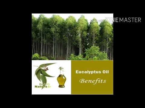 Video: Eucalyptus -tæppe (42 Fotos): Fordele Og Ulemper Ved Eukalyptusfiber Som Fyldstof