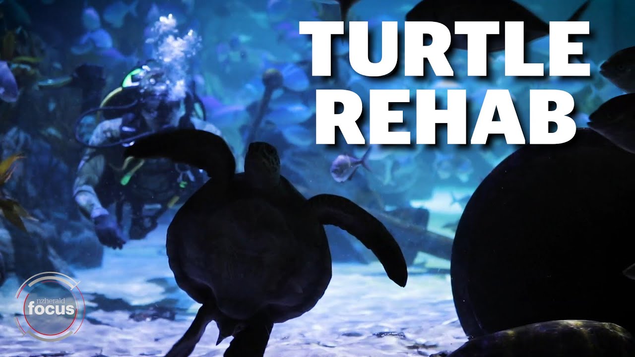Kelly Tarlton’s turtle rehab | nzherald.co.nz