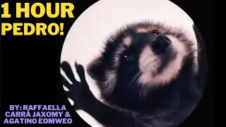 1 Hour  PedroPedroPedro! | Raffaella Carrà | Jaxomy Remix | Pedro The Dancing Racoon!