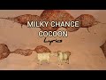 MILKY CHANCE-COCOON LYRICS