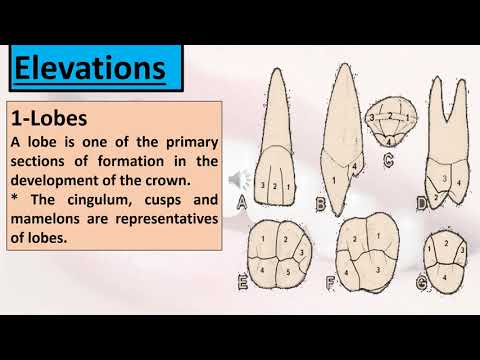 Video: Puas dentine nyuaj dua enamel?