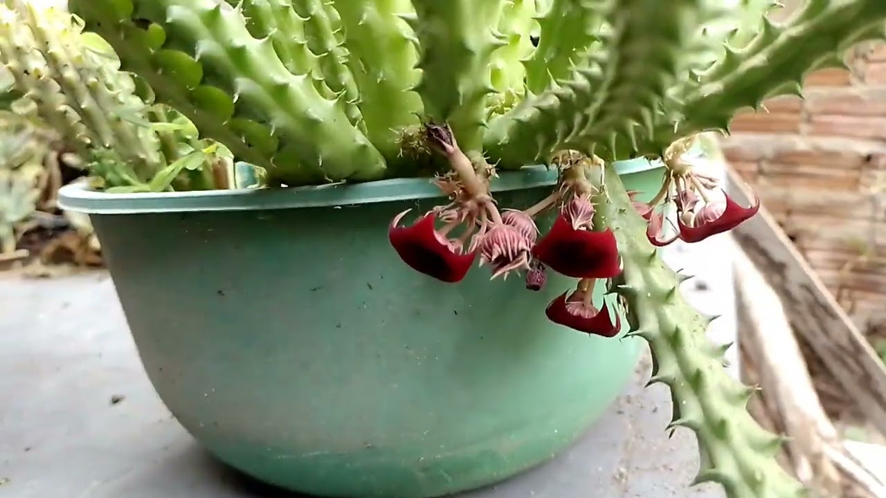 #  FUI  LEVAR MEU. NETO NA ESCOLA # e vou mostrar plantas pra vcs.#