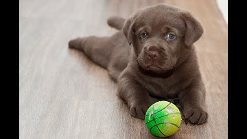 How can train your Dogs with 10 Tips ( The Best Ways and Easily ) ! 5 EASY DOG TRICKS IN 2 MINS !