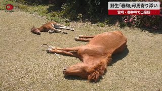 【速報】野生「春駒」母馬寄り添い 宮崎・都井岬で出産期