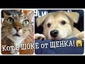 Бездомный щенок улетел в Новосибирск и объел кота! Кот в шоке...