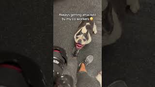 Social Media Manager Problems | Doggy Daycare