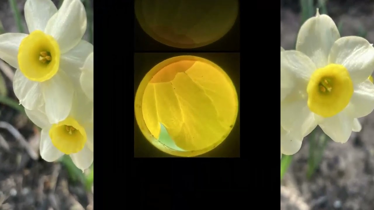 Nature Magnified 426 - Looking Closer