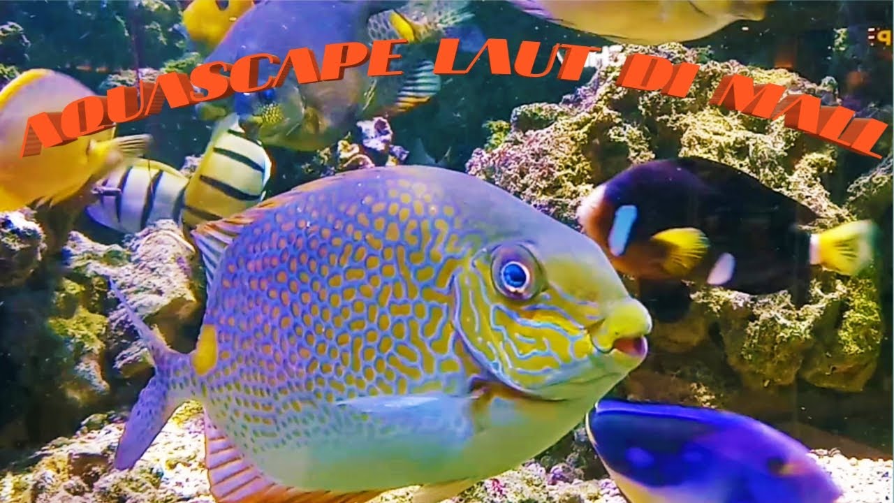 Aquascape Air Laut - YouTube