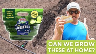 We Found These Mini Cucumbers! And Planted Them! by Lazy Dog Farm 8,540 views 2 weeks ago 13 minutes, 34 seconds