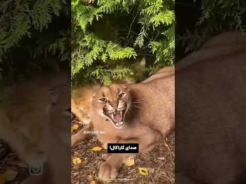 صدای گربه سانان وحشی را شنیده بودید تماشا کنید Nature Universe Viral Video Viralvideo