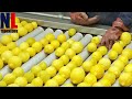 Citrus Processing: From Farm to Factory With Modern Machines