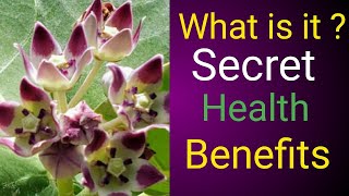 9 Health Benefits of Crown Flower(Calotropis Gigantea)