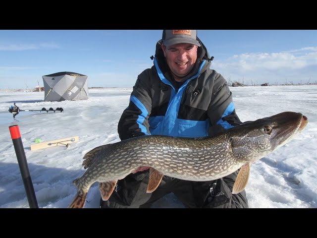 Catching TONS of First Ice Walleyes On TIP-UPS 