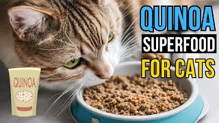 Quinoa for Cats   A Nutritious Alternative  SO GOOD!!