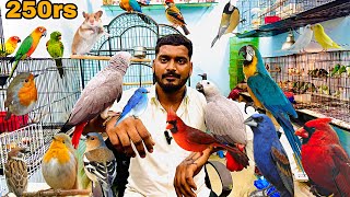 Exotic Birds in Chennai | Asian Biggest Pet Market Kolathur | All Types of Exotic Birds #birds