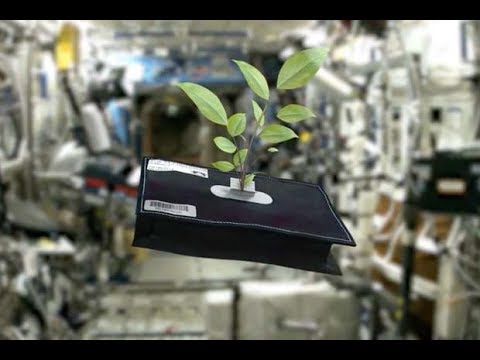 Video: What Plants Grow In Space – Informasjon om hagebruk i verdensrommet