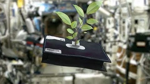 Space Plants - How Are They Adapting?