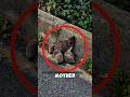 The Kind Man Helped Baby Hedgehogs Cross #hedgehog