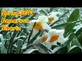 Spring 2017 Kemerovo Siberia [EE version]