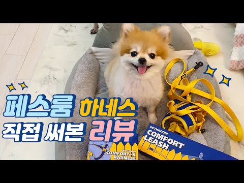 [VLOG] 공주 하네스바꾼날!  (페스룸, 하네스리뷰, 산책)