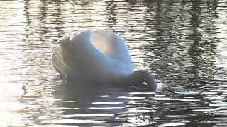 Swans at Heath Lake on Christmas morning by FurLinedUK 33 views 4 years ago 29 seconds