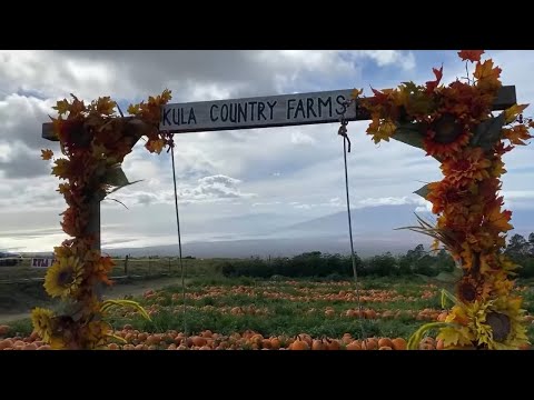 Kula Upcountry Maui Hawaii Travel Update Homes and Land  For Sale