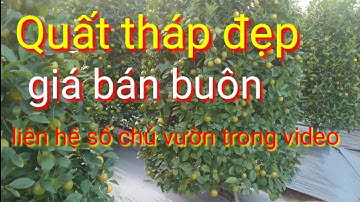 vườn quất tết dáng tháp đẹp bán quất tết 2022, giá quất tết 2022 tại vườn