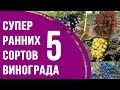 Супер ранние сорта винограда. ТОП 5 столовых сортов винограда ультрараннего срока созревания