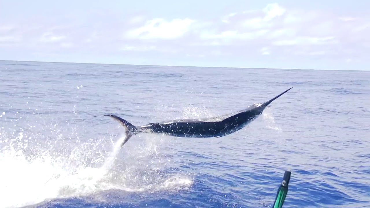 Incredible Blue Marlin SlowMo Footage in Costa Rica YouTube