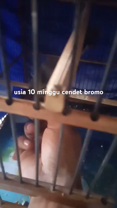 cendet BROMO nembak tengkek buto sadiz#cendet #burung #birds#kicaumanianusantara #pentetmania