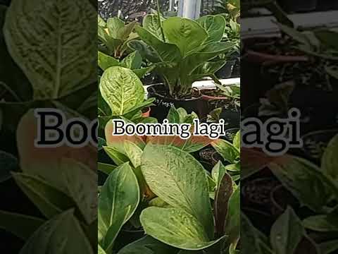 Video: Tumbuhan Atrium Baik - Tumbuhan Biasa Yang Boleh Ditanam Di Atrium